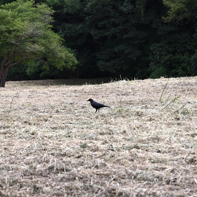 カラス.JPG