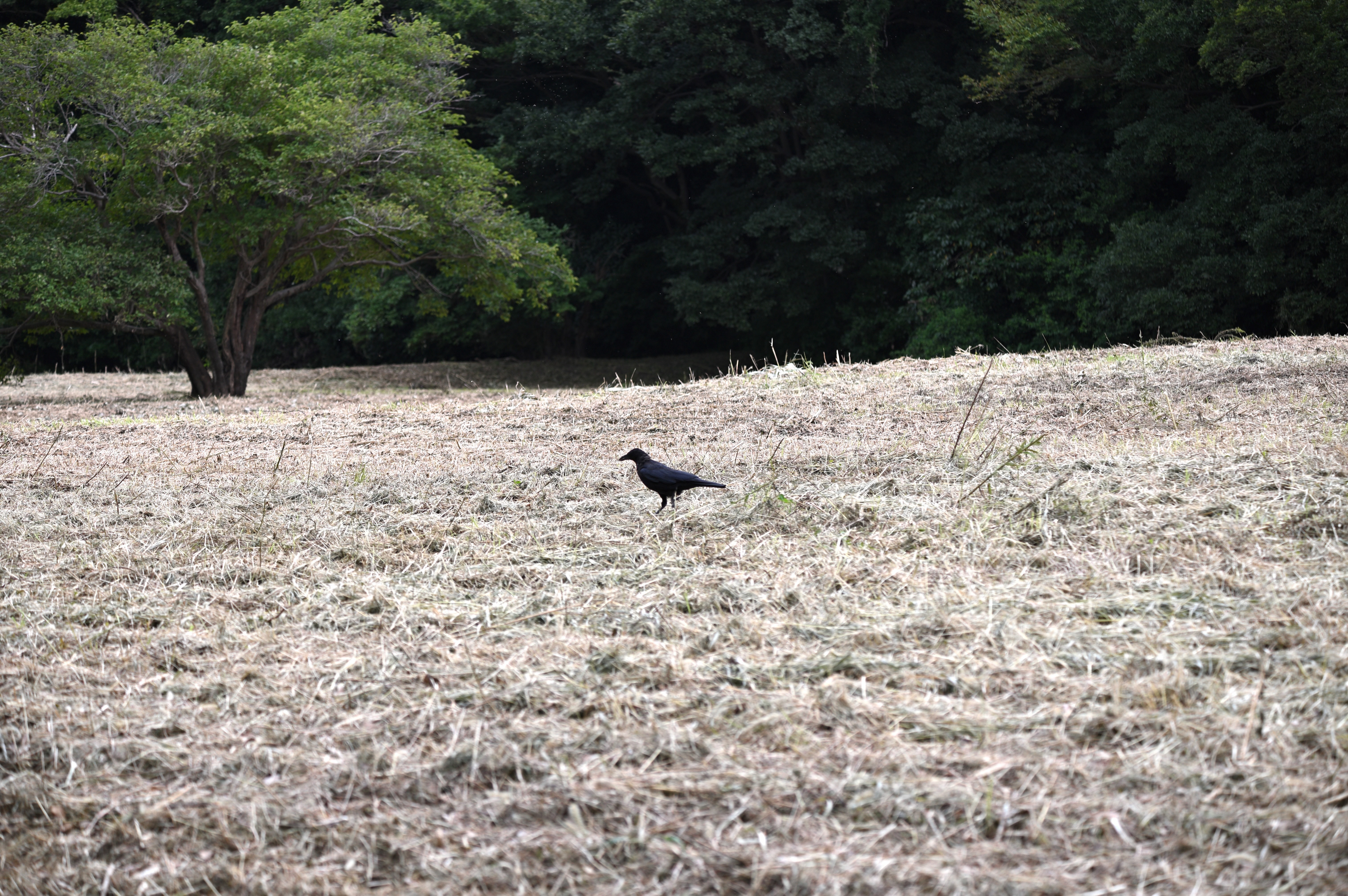 カラス.JPG
