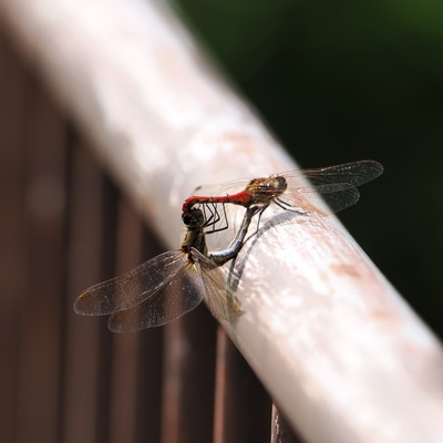赤とんぼ.jpg