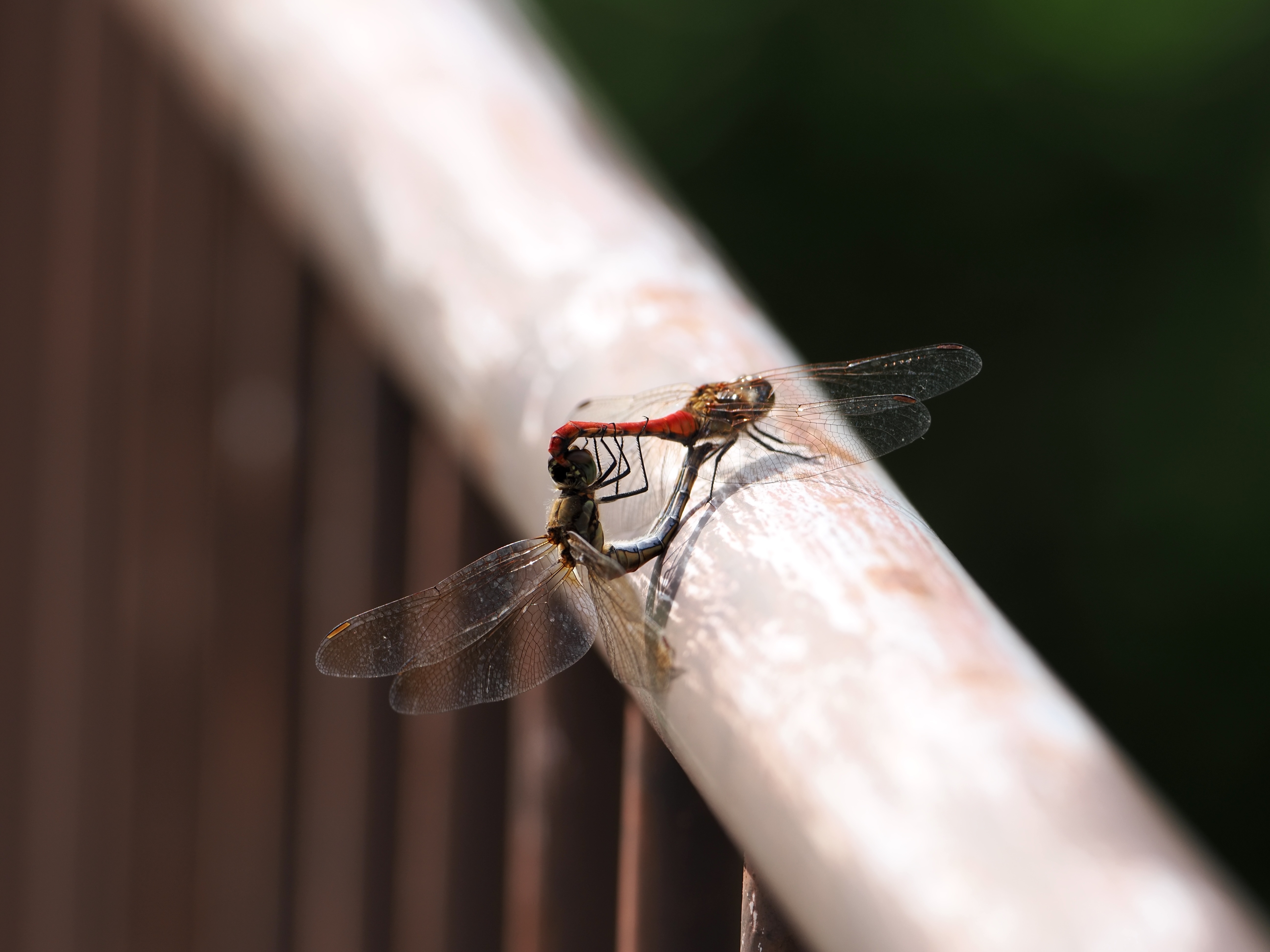 赤とんぼ.jpg