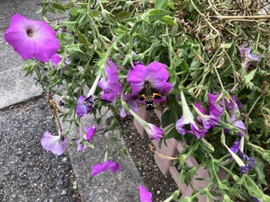 IMG_4687.jpeg
