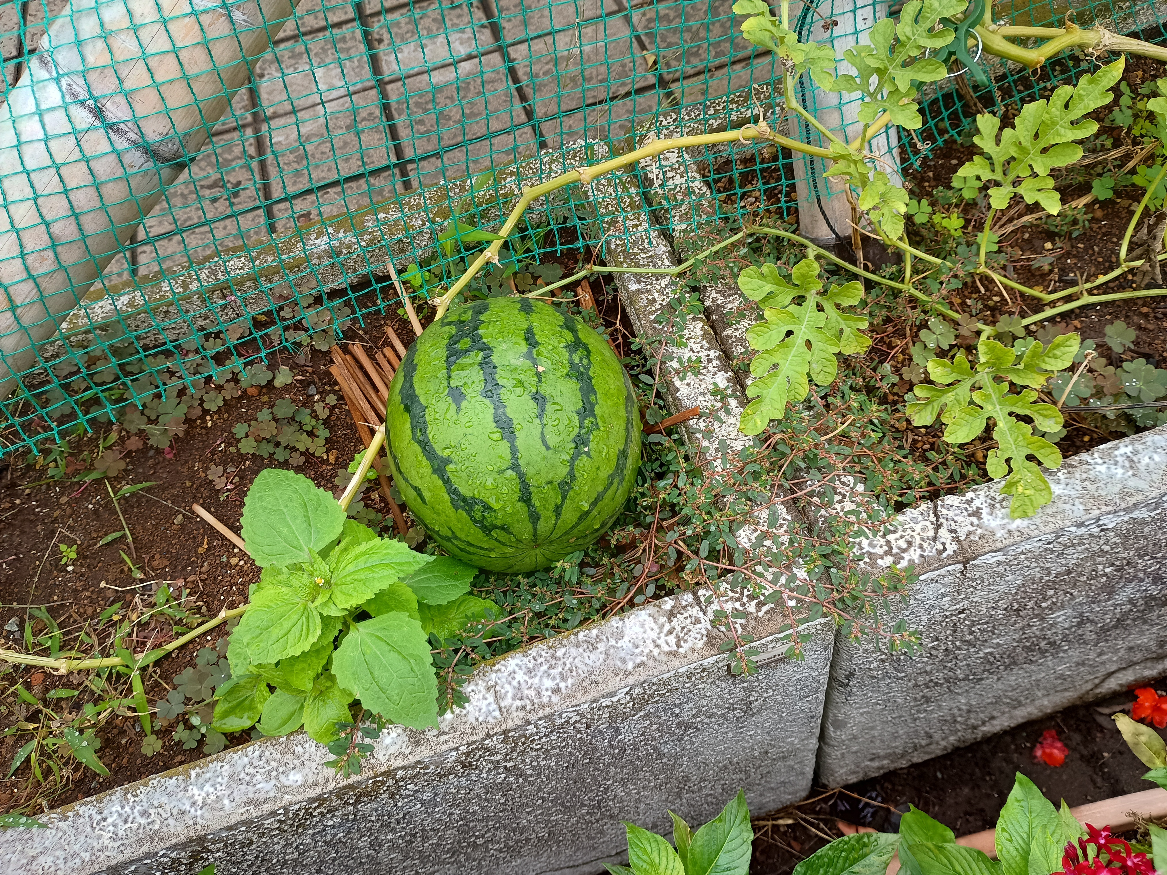 すいか.jpeg