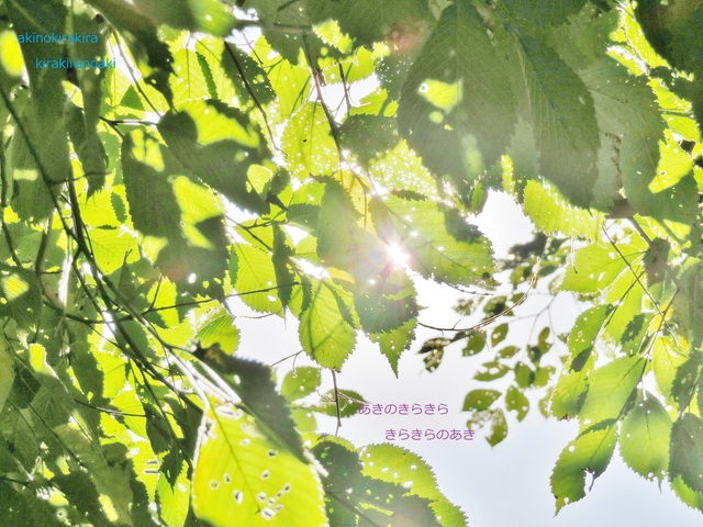 akinokirakira.jpg