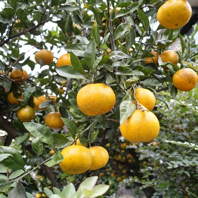 柑橘系1.jpg