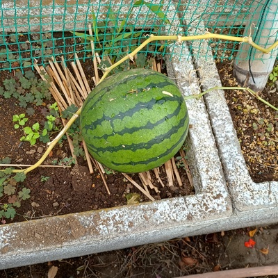 すいか.jpeg