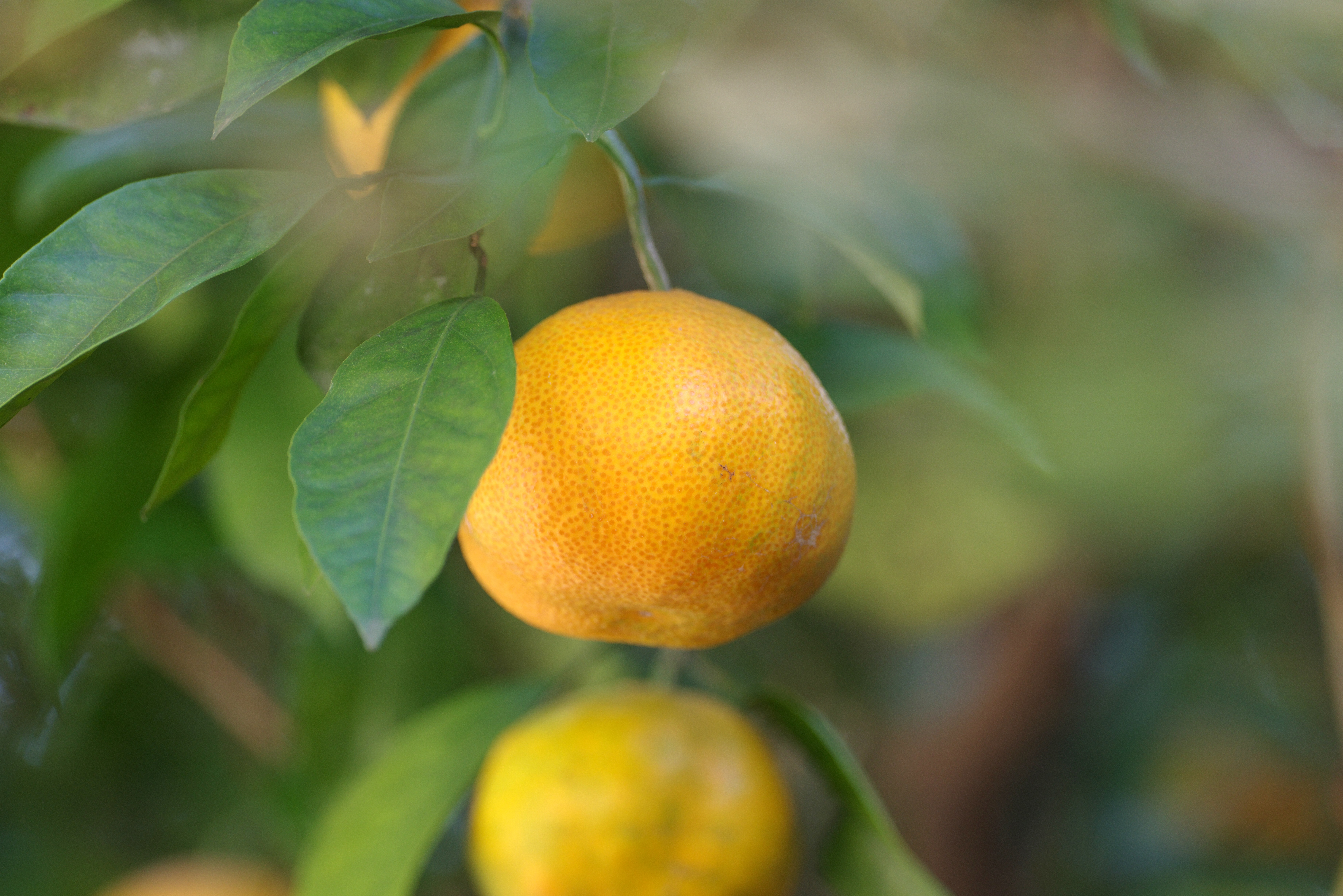 柑橘系.jpg