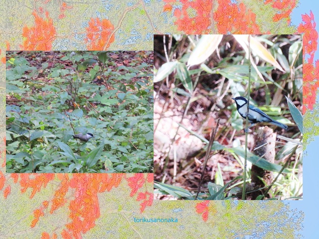 torikusanonaka.jpg