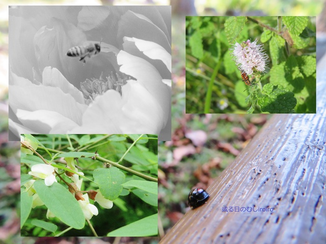 或る日のむしiroiro.jpg