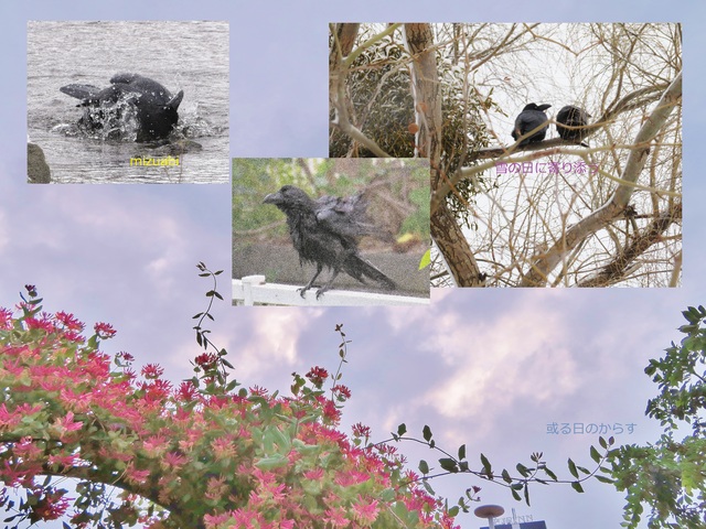或る日のからす.jpg