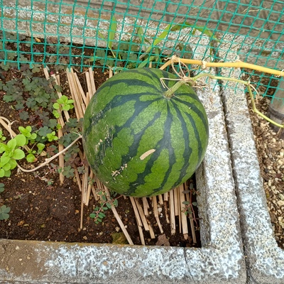 すいか.jpg