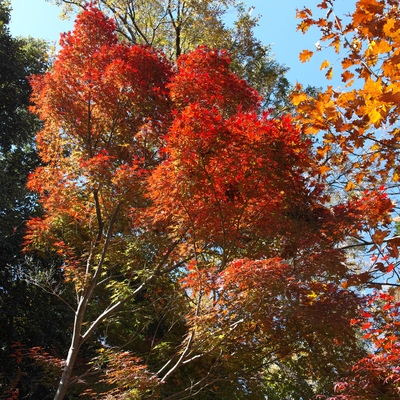 紅葉.jpg