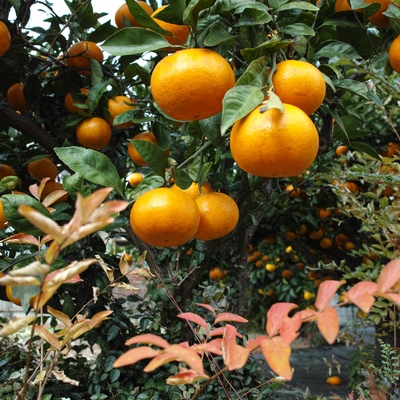 柑橘系.jpg