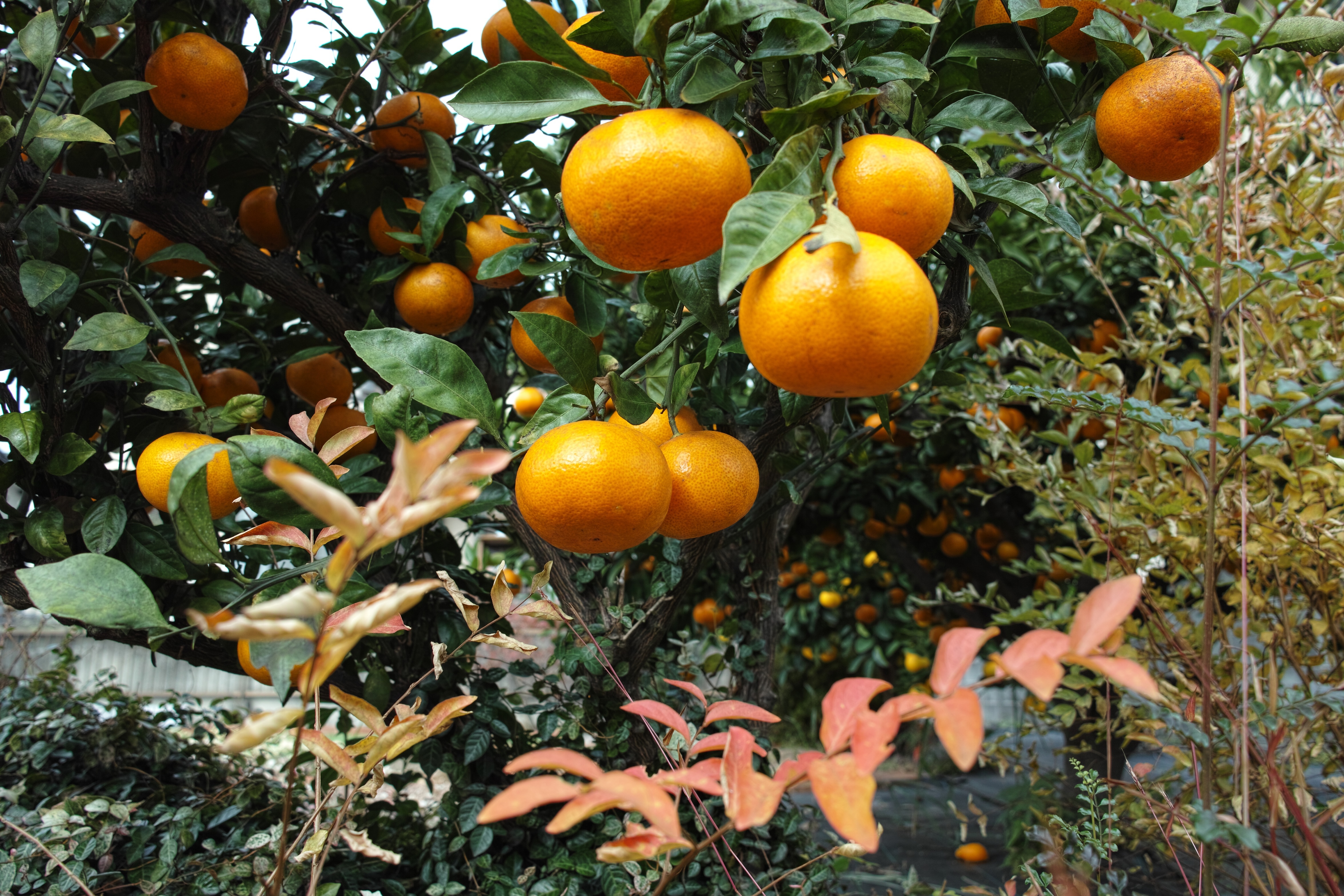 柑橘系.jpg