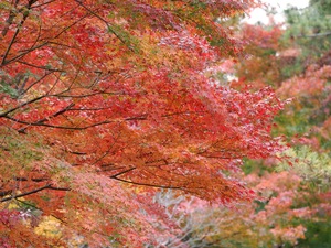 紅葉.jpg