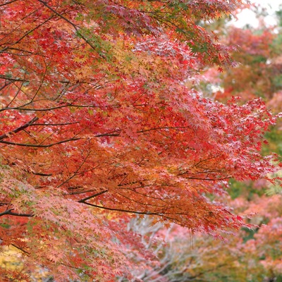 紅葉.jpg