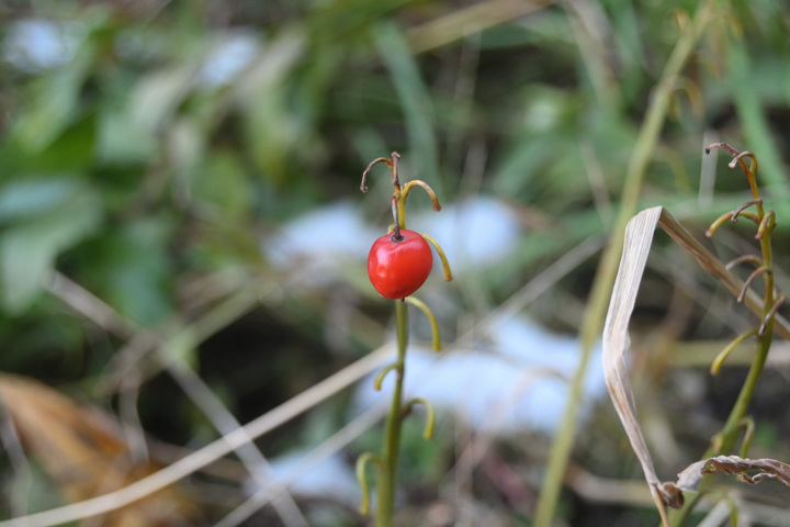 DSC_0364.JPG