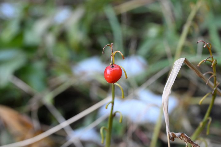 DSC_0366.JPG