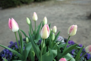 チューリップ2.jpg