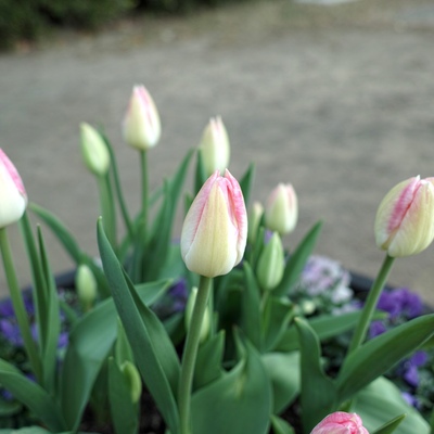 チューリップ2.jpg