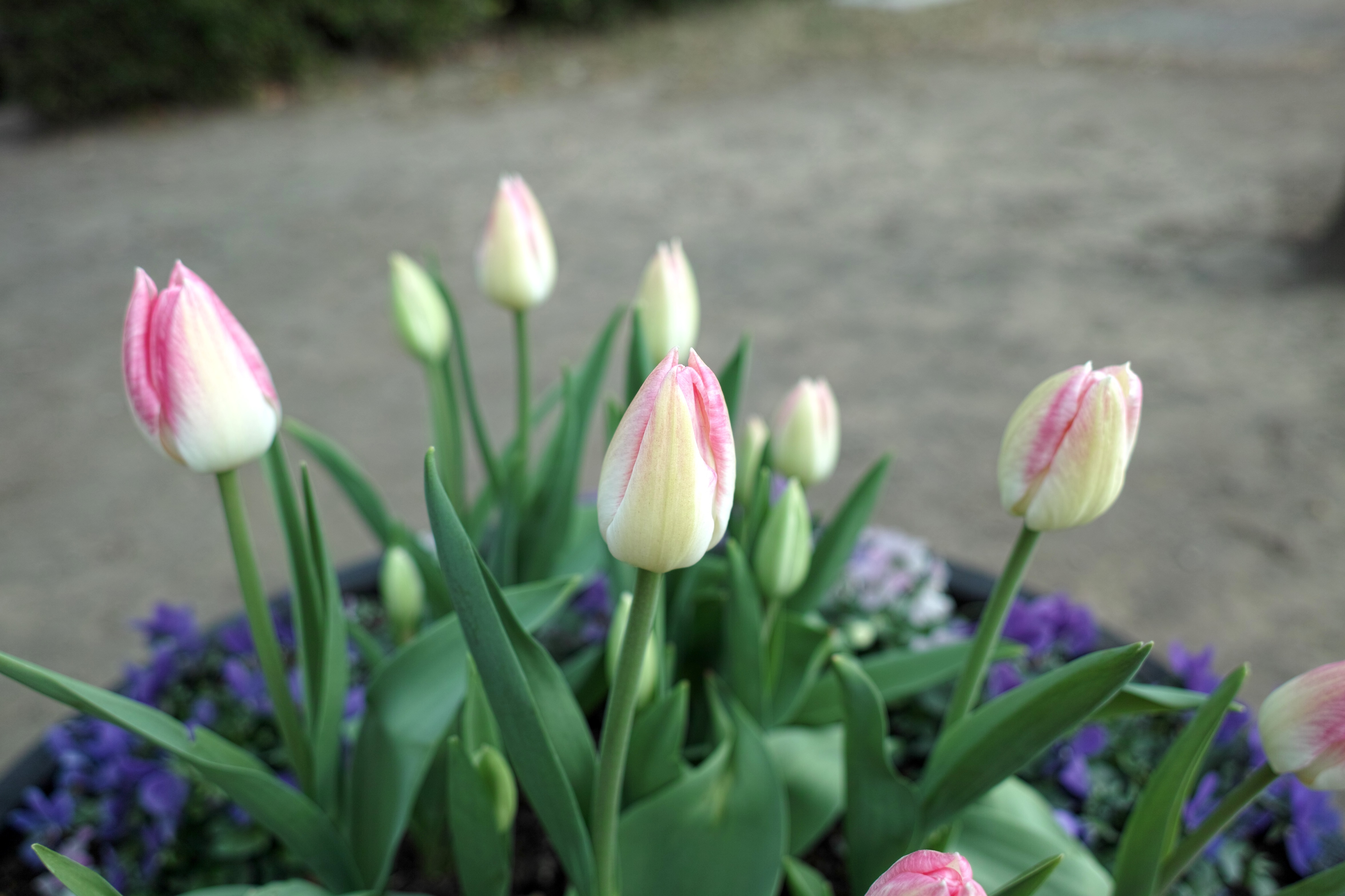 チューリップ2.jpg