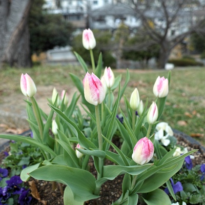 チューリップ5.jpg
