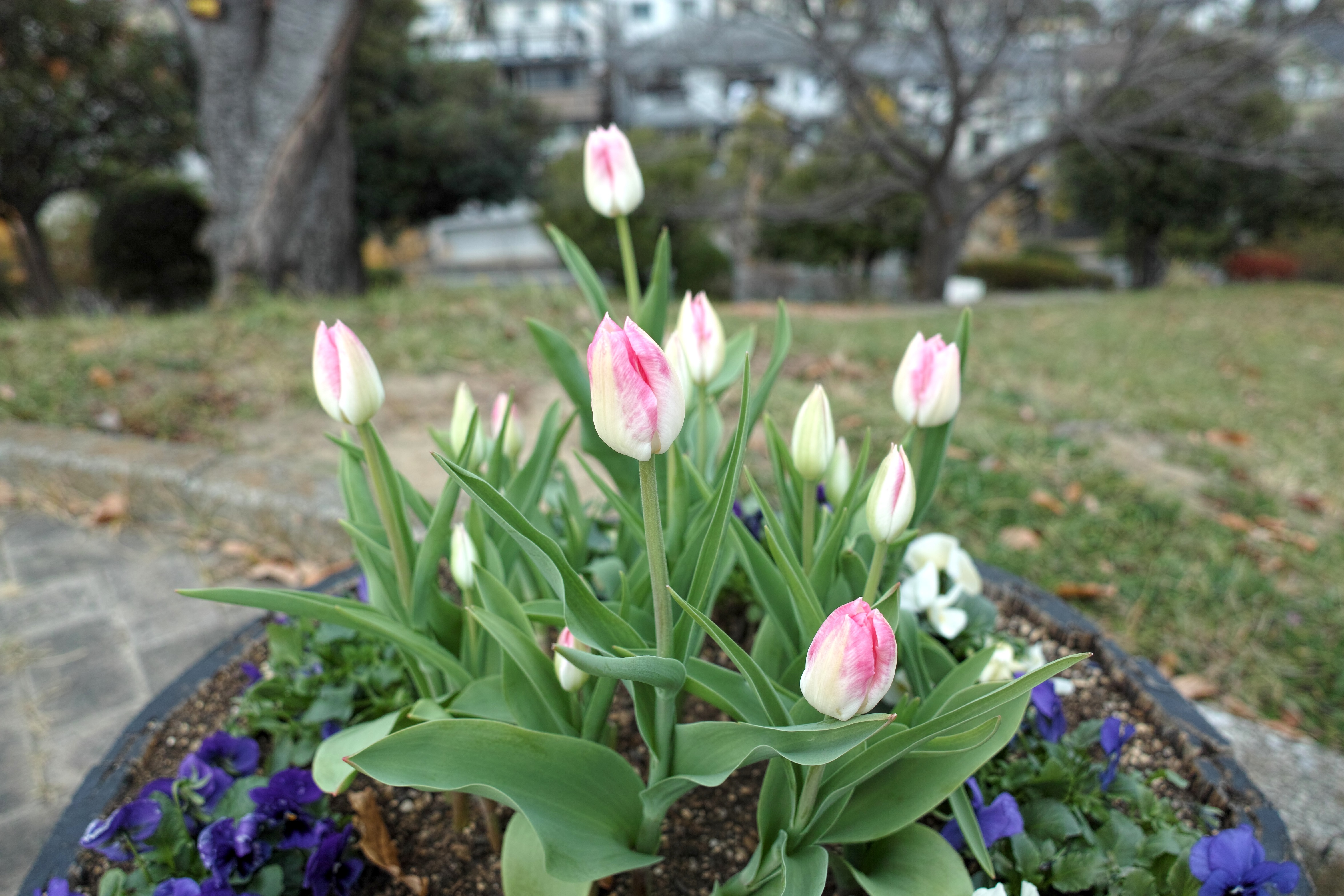 チューリップ5.jpg
