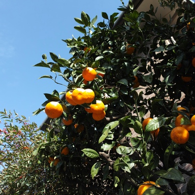 みかん1.jpg