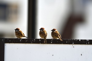 スズメ.JPG