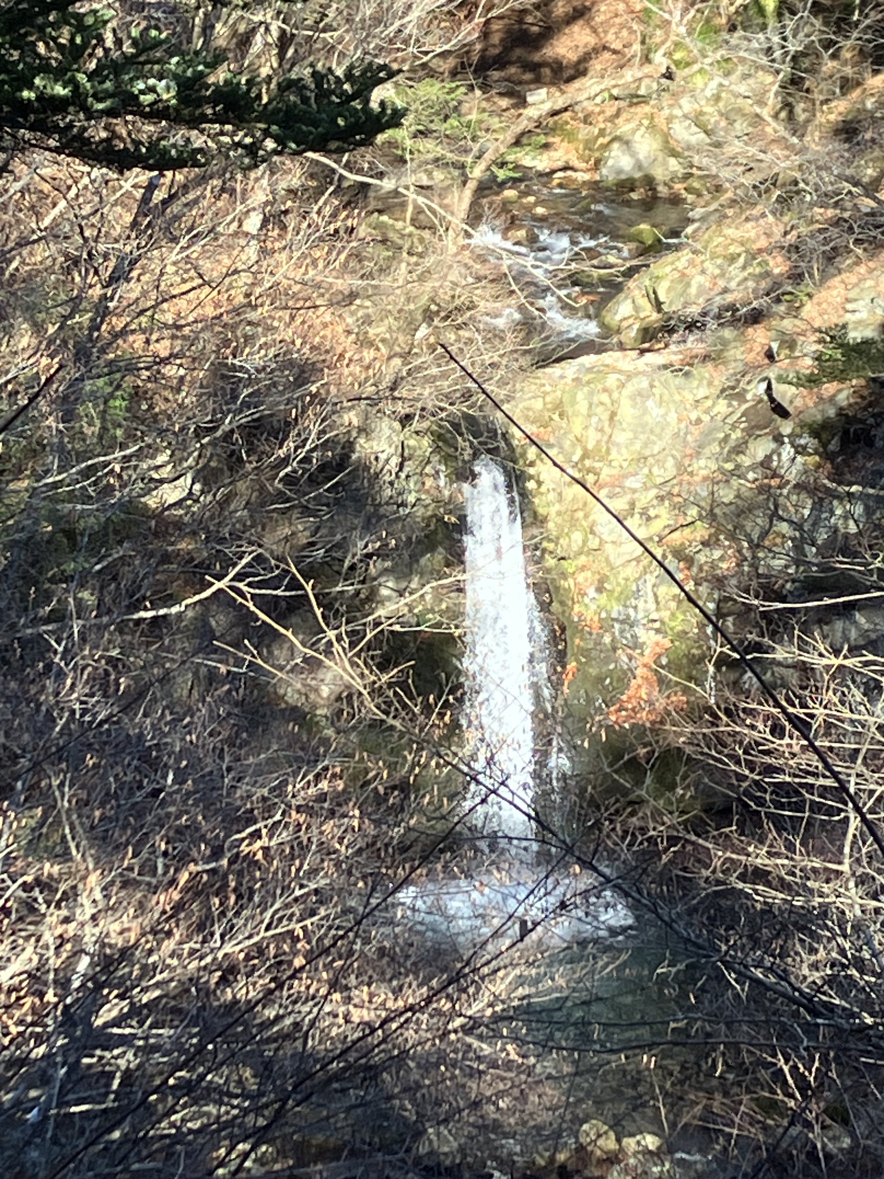 IMG_4186.jpeg