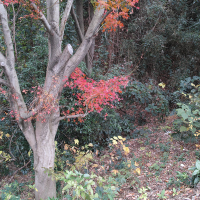 紅葉1.jpg