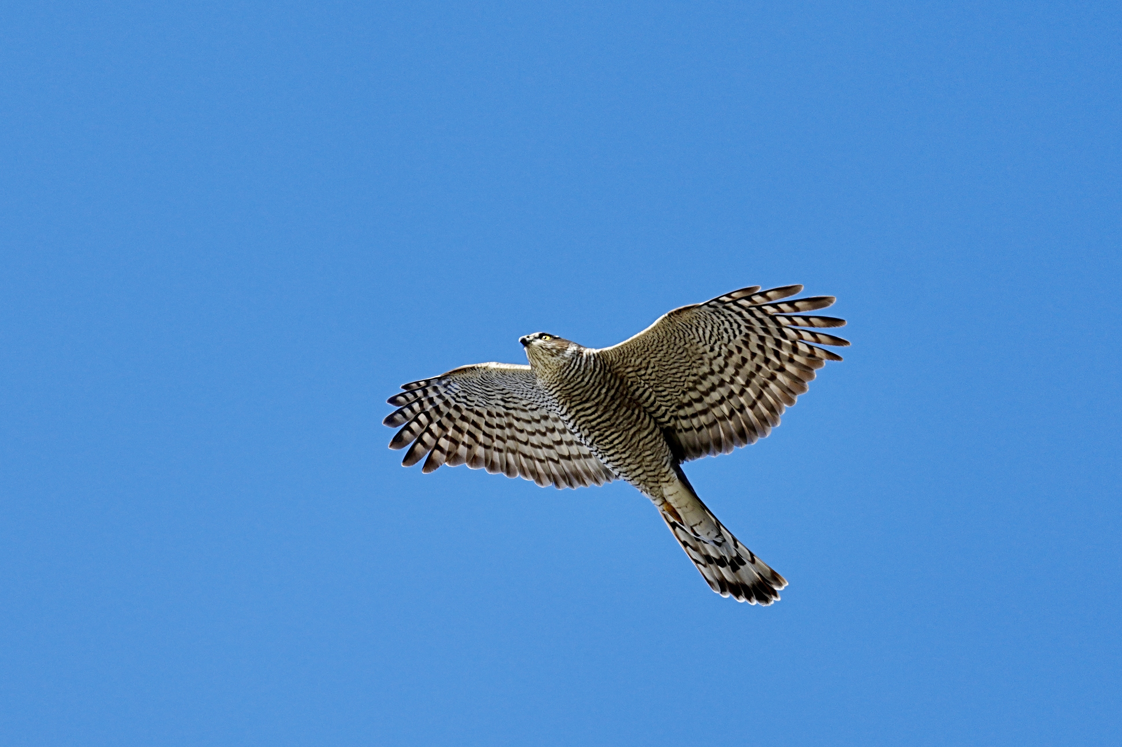 DSC05048.jpeg