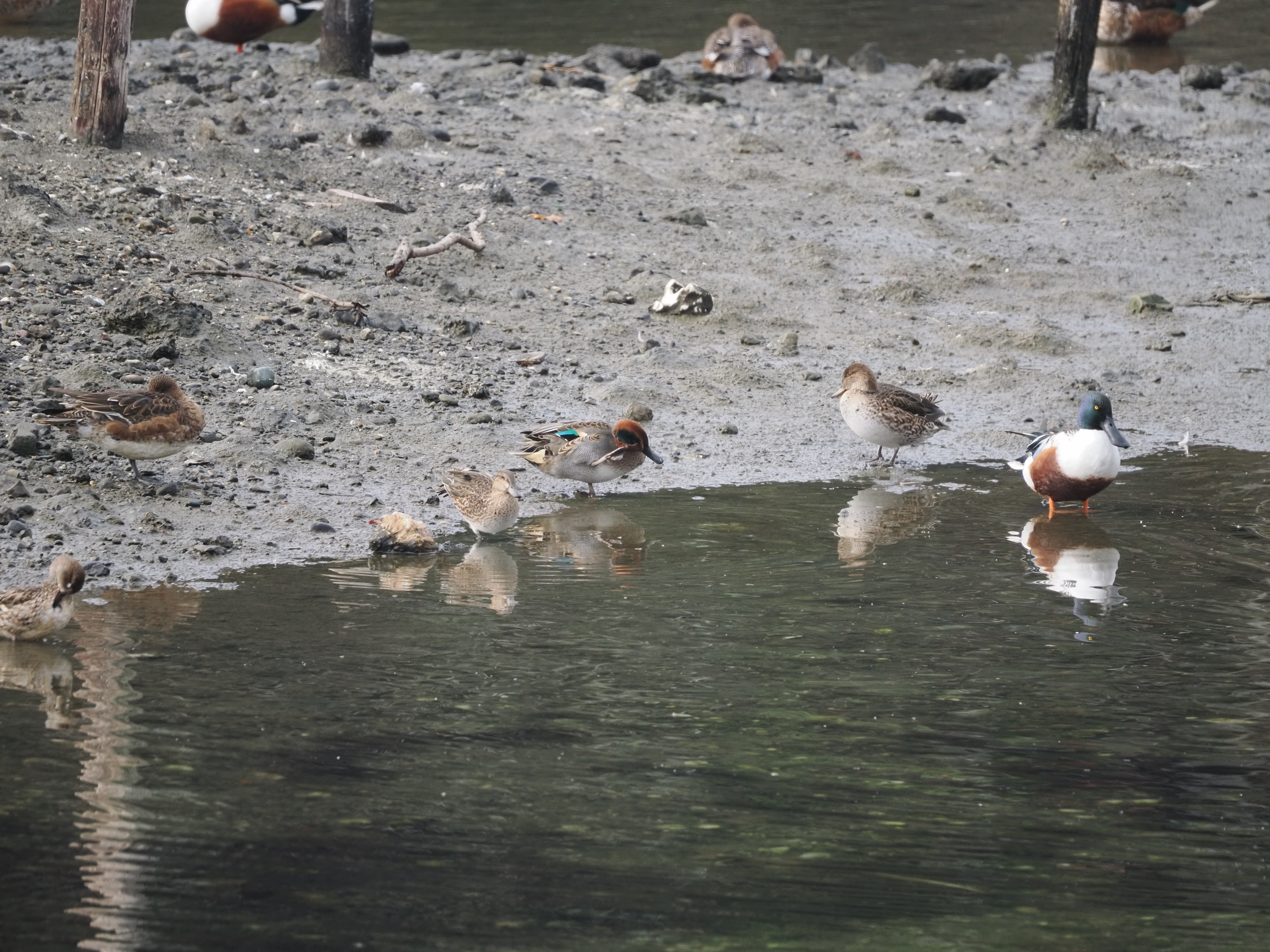 コガモ_(4).jpg