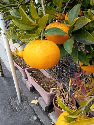 柑橘系.jpeg