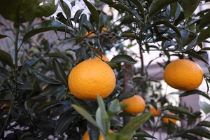 柑橘系.jpg