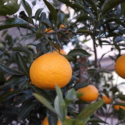 柑橘系.jpg