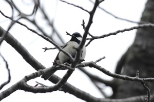 シジュウカラ1.jpg