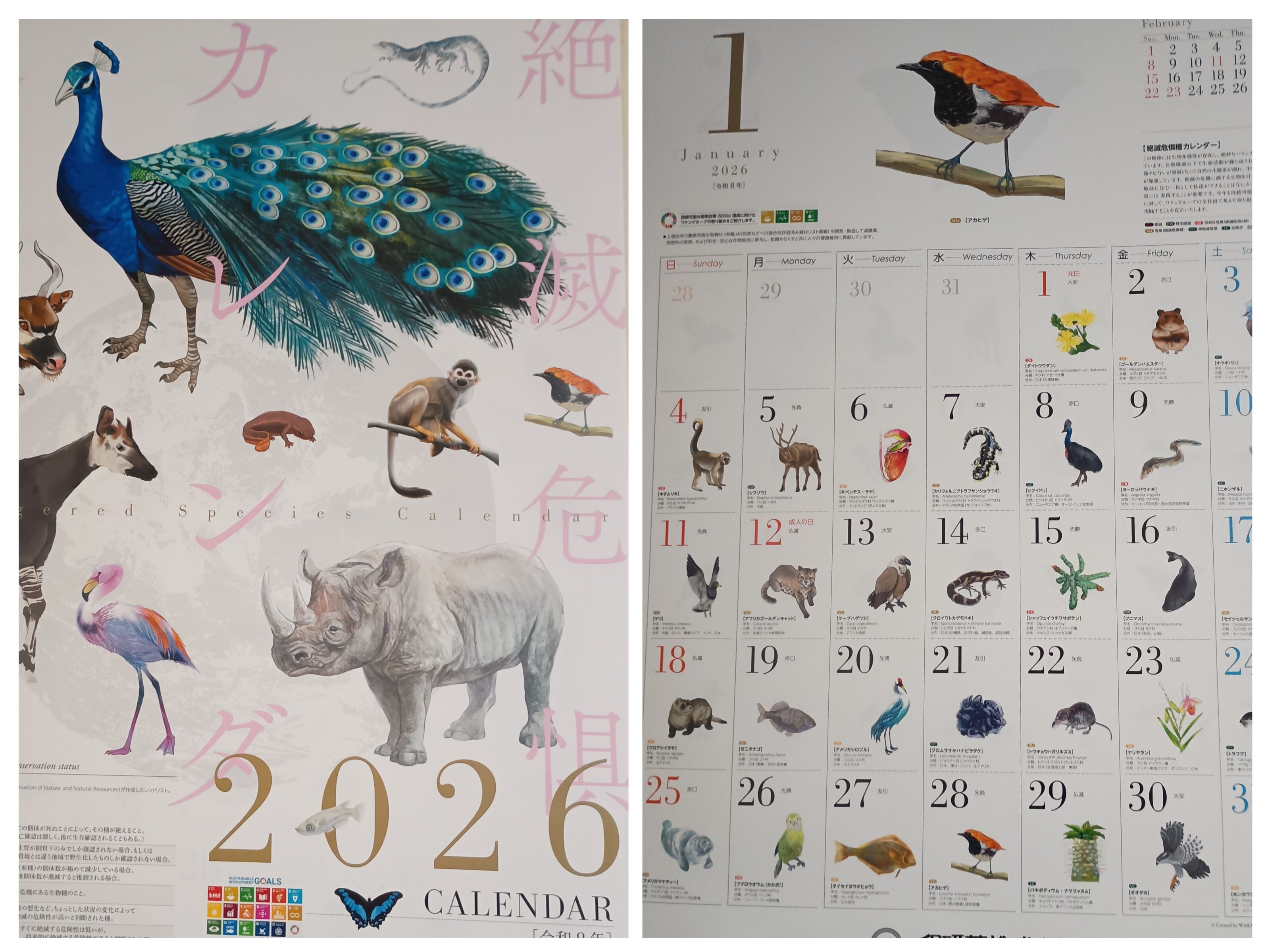 20260101_164936-COLLAGE.jpg