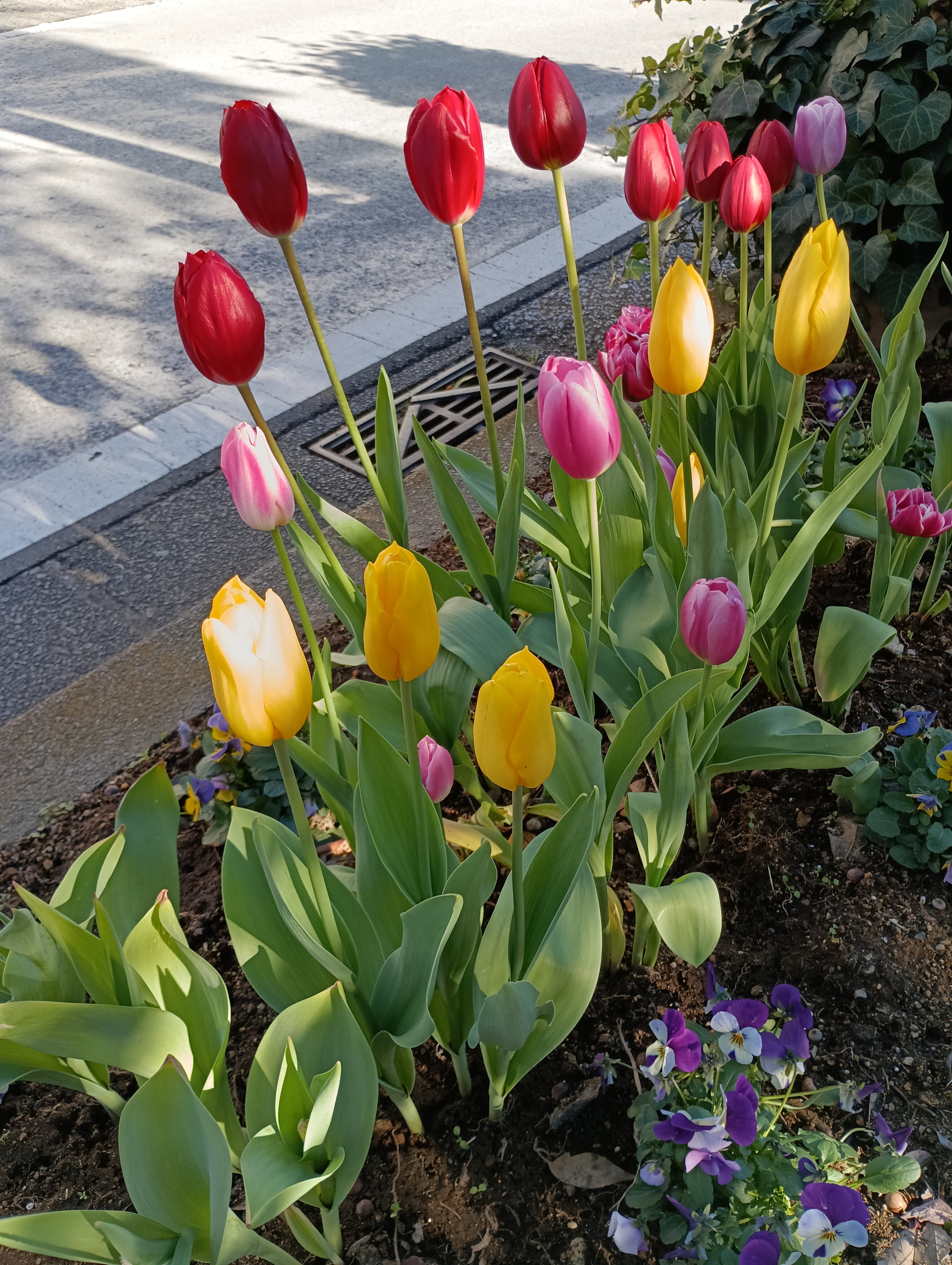チューリップ.jpeg