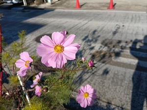 コスモス.jpeg