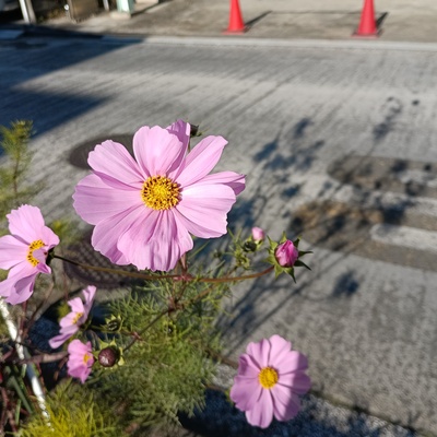 コスモス.jpeg
