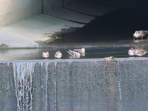 カモ達_(2).jpg