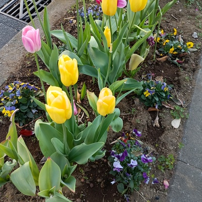チューリップ.jpeg