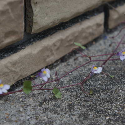 DSC02875.JPG