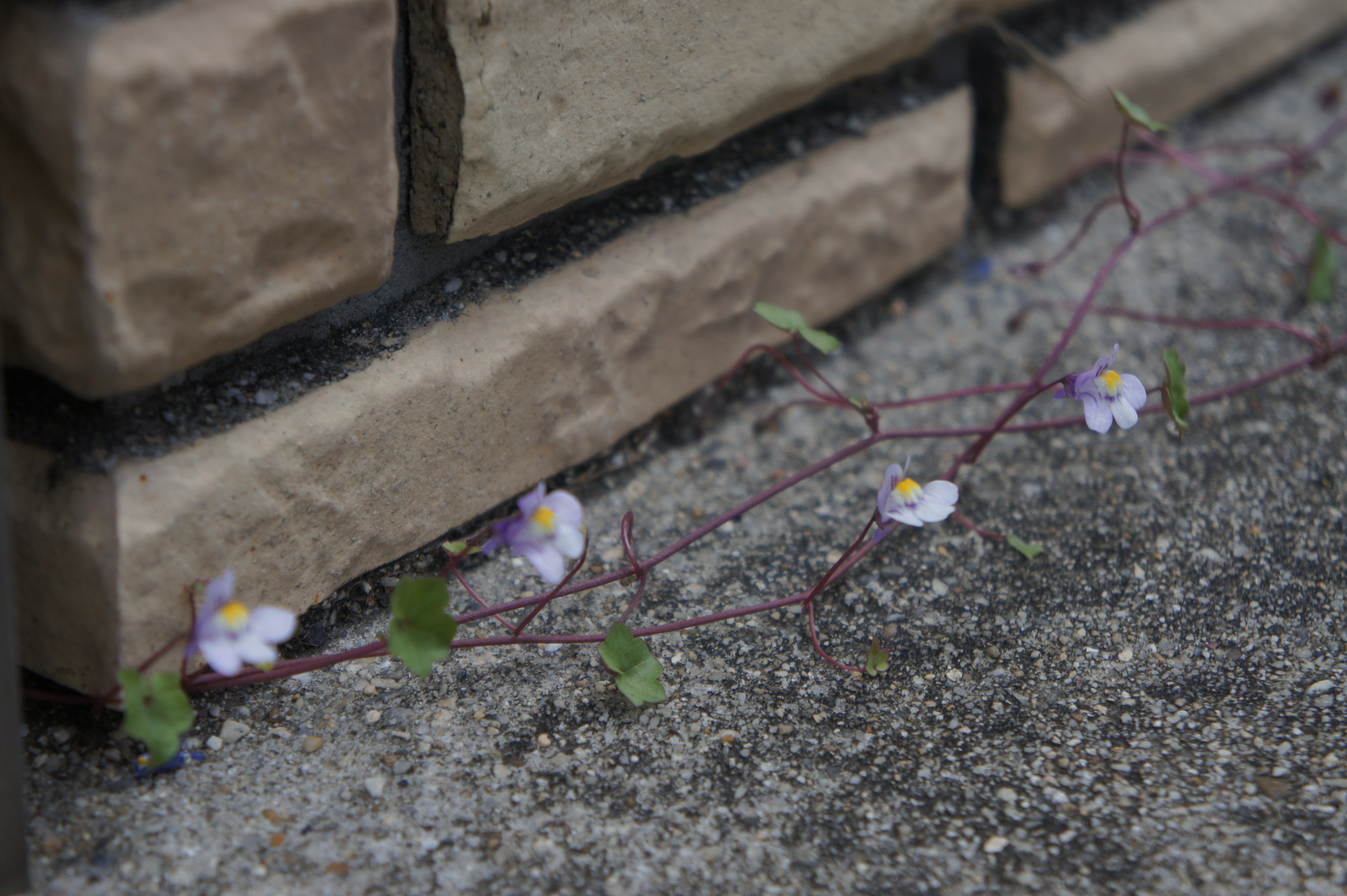 DSC02875.JPG