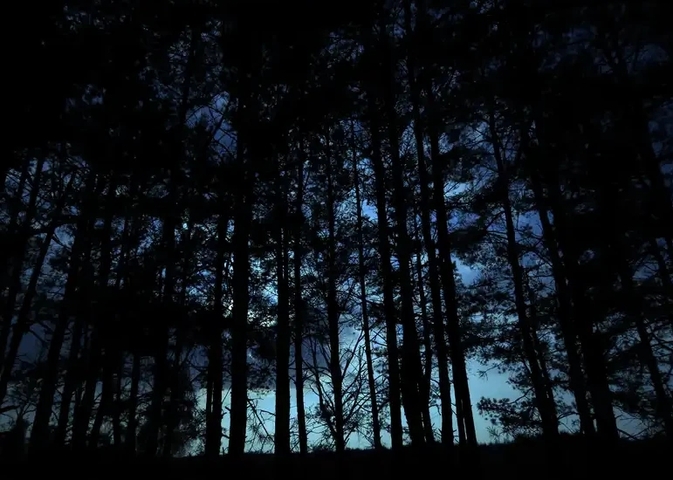 sunset-forest-dark-24809_2.jpg