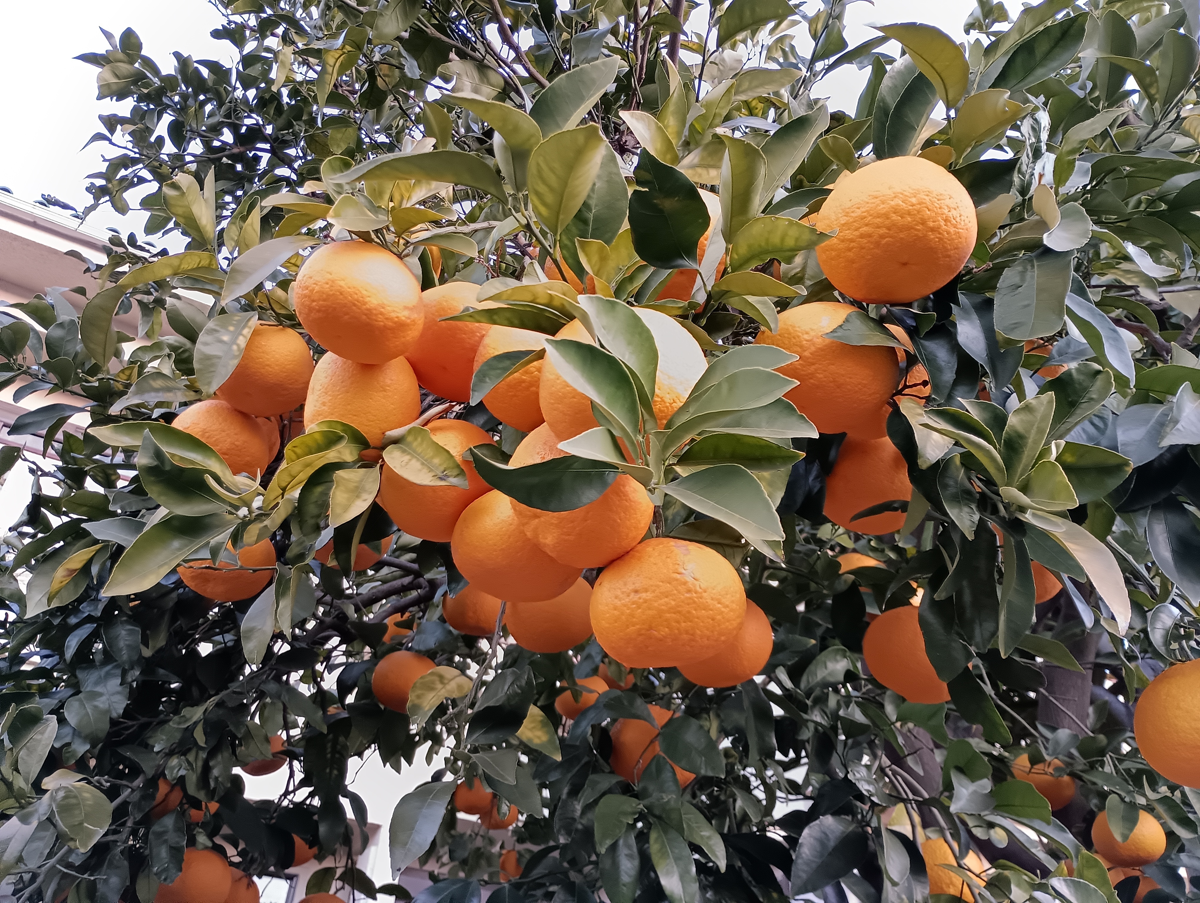 みかん.jpeg