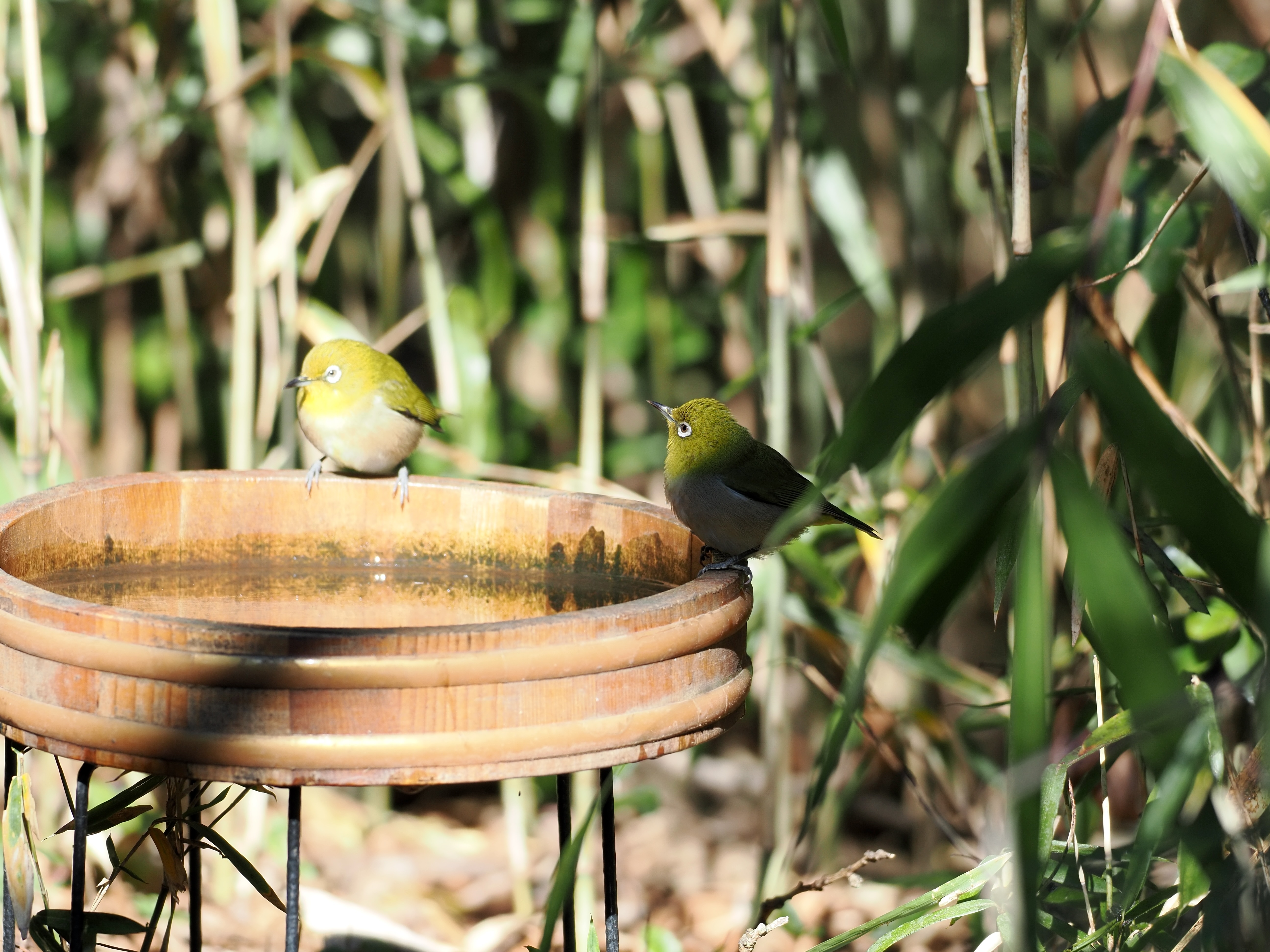 norinori7さんの写真 | Photography | マイネ王