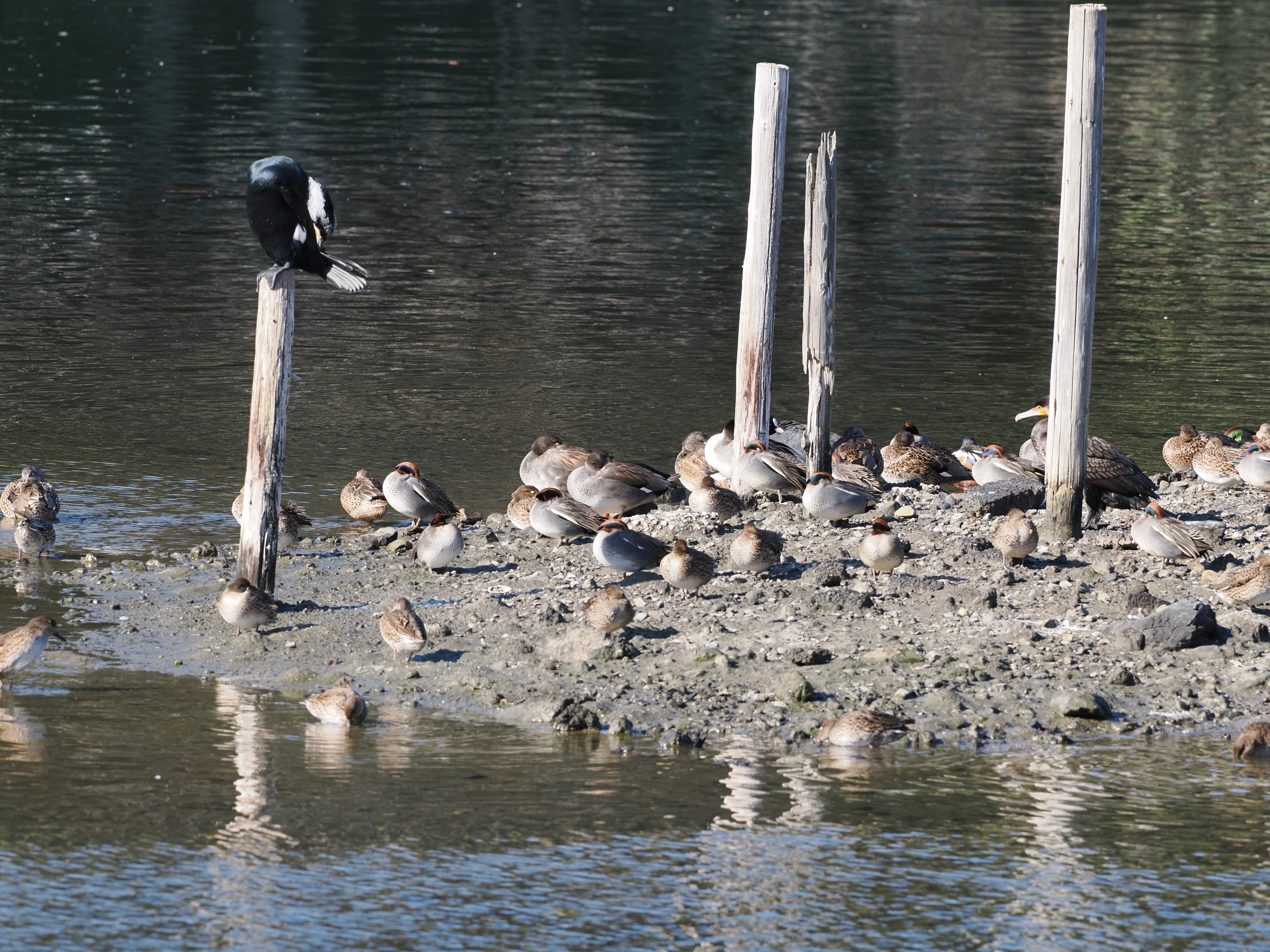 norinori7さんの写真 | Photography | マイネ王