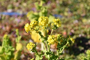 菜の花.JPG