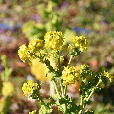 菜の花.JPG